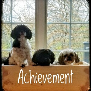 Team Page: The 401 Canines!